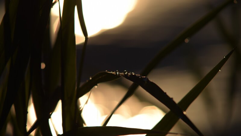 Grass Blades with Dew — Black, Serene