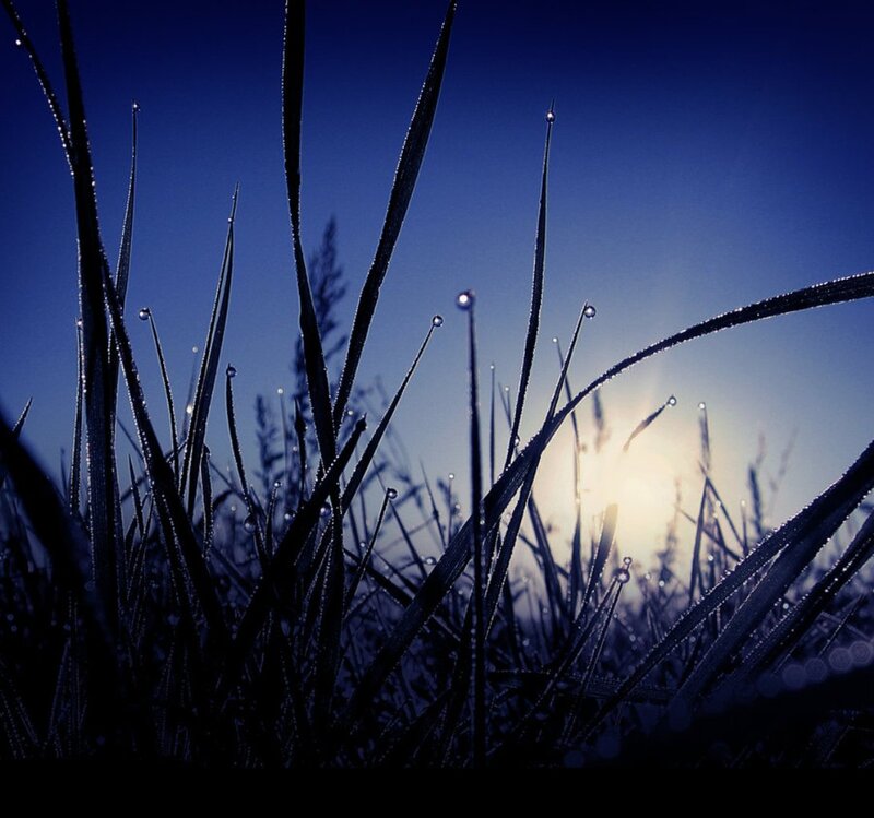 Grass Blades with Dew — Blue