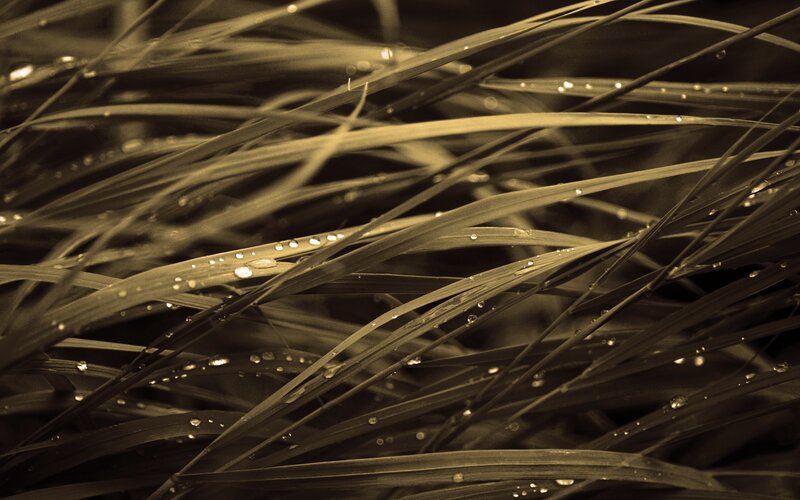 Grass Blades with Dew — Brown, Serene