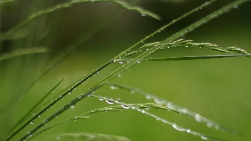Grass Blades with Dew — Calm, Morning