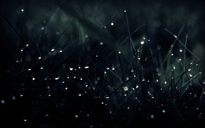 Grass Blades with Dew Drops — Black, Moody