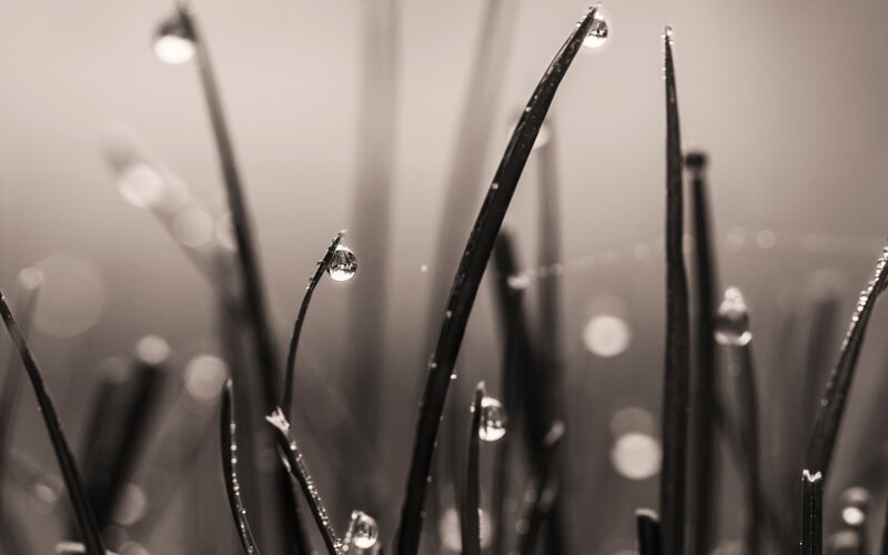 Grass Blades with Dew Drops — Black, Serene, Morning