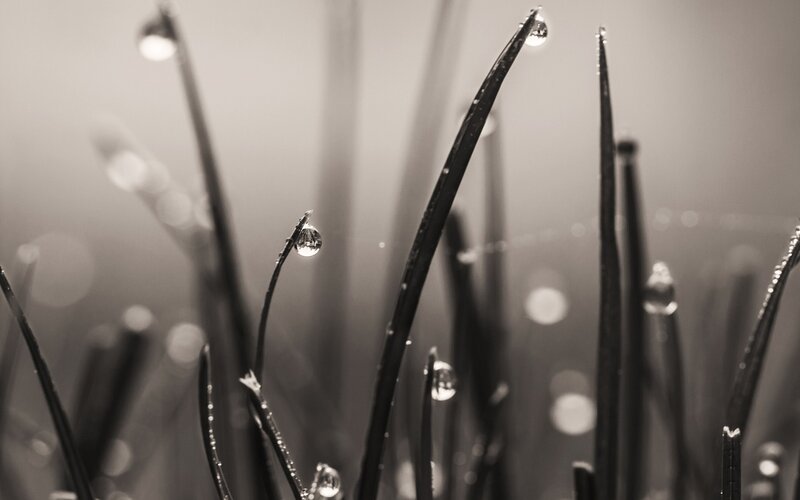 Grass Blades with Dew Drops — Black, Serene