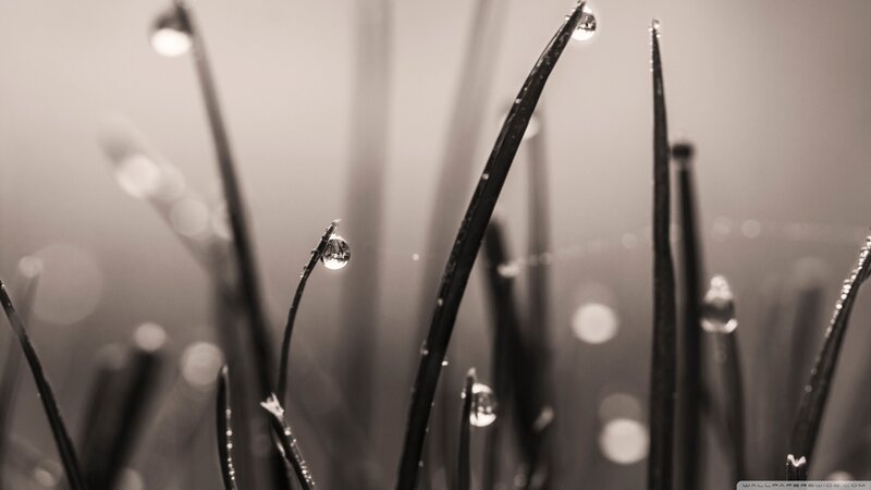 Grass Blades with Dew Drops — Black