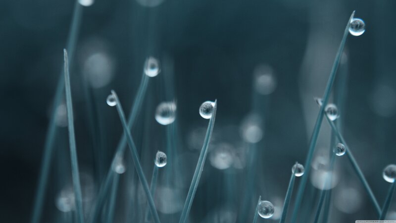 Grass Blades with Dew Drops — Blue, Calm, Morning