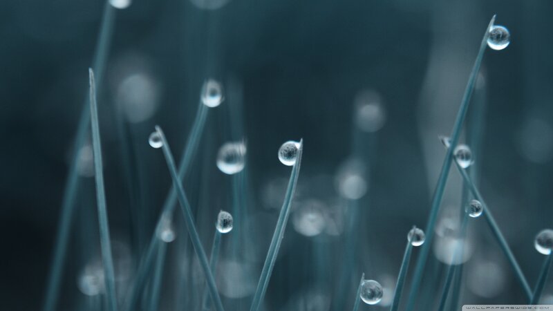 Grass Blades with Dew Drops — Blue, Calm