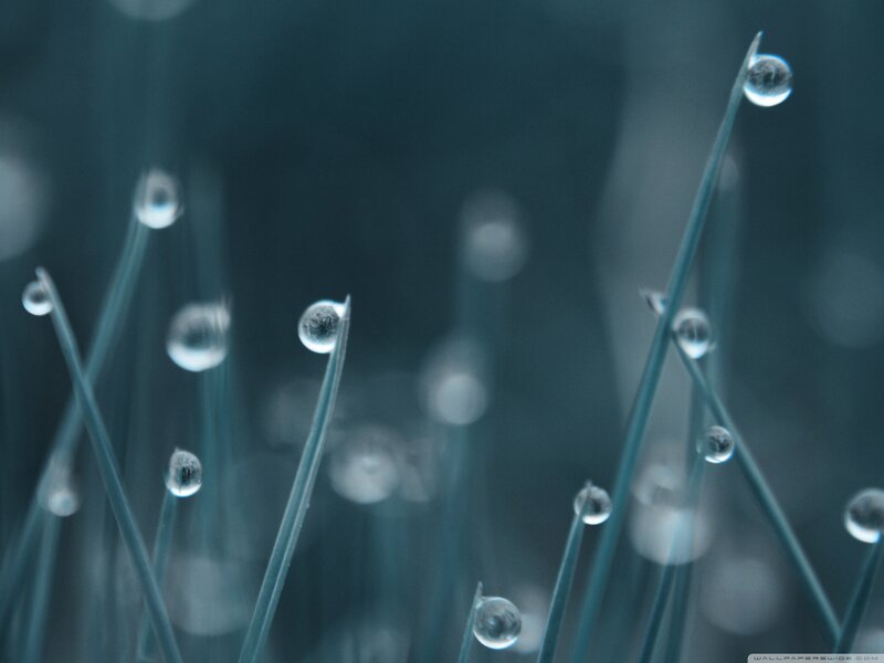 Grass Blades with Dew Drops — Blue, Serene, Morning, Photograph, Dew Drops