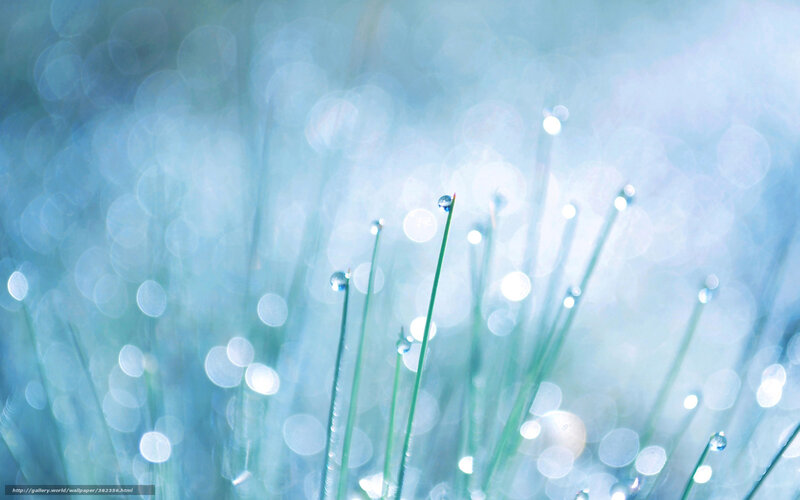 Grass Blades with Dew Drops — Blue, Serene, Morning
