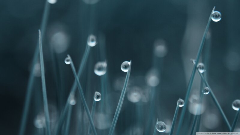 Grass Blades with Dew Drops — Blue