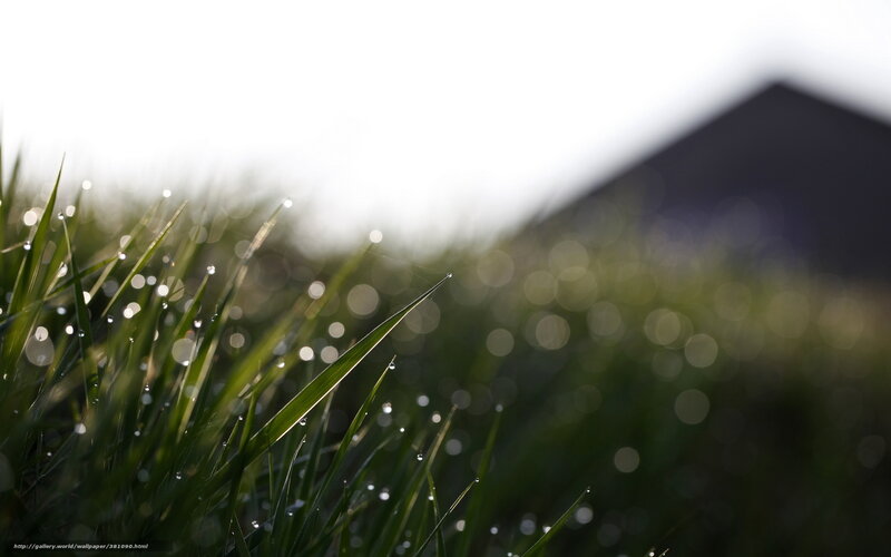 Grass Blades with Dew Drops — Green, Serene, Morning, Photograph, Bokeh