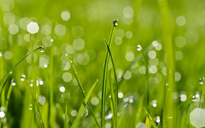 Grass Blades with Dew Drops — Green, Serene, Morning, Photograph, Dew Drops, Bokeh