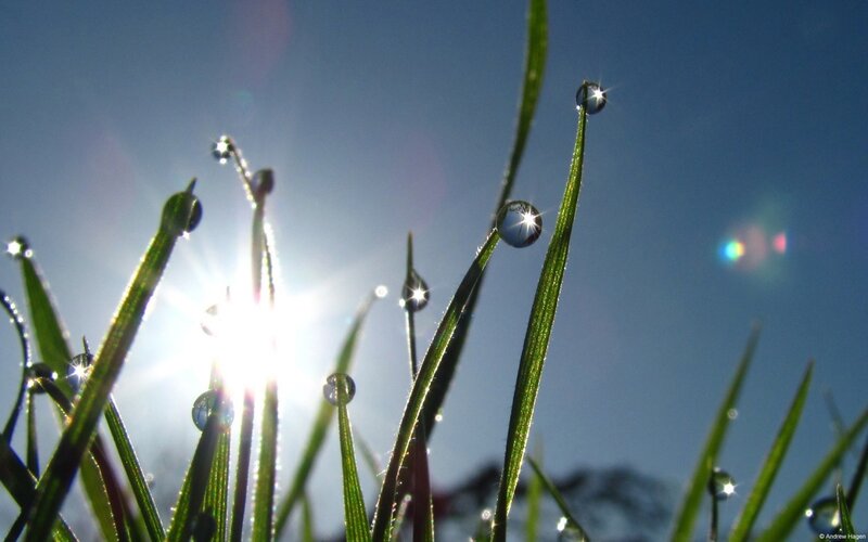 Grass Blades with Dew Drops — Green, Serene, Morning, Photograph, Sun