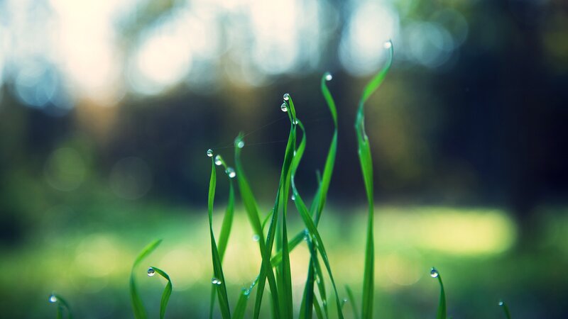 Grass Blades with Dew Drops — Green, Serene, Morning, Photograph, Sunlight, Background Blur
