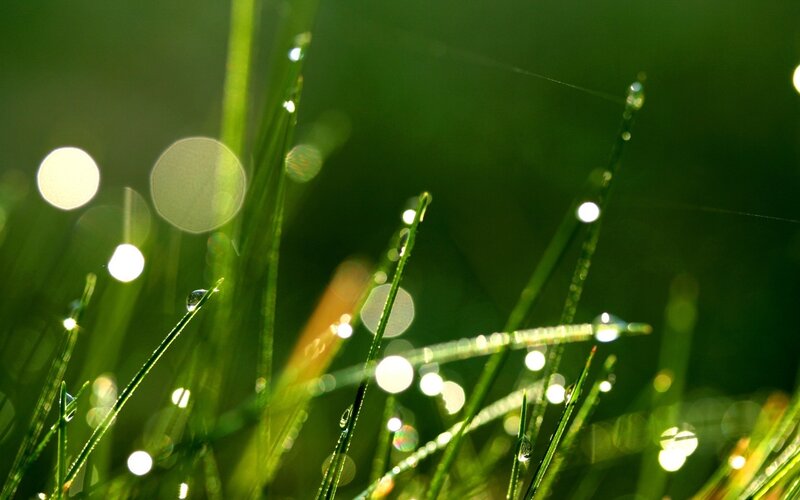 Grass Blades with Dew Drops — Green, Serene, Morning, Photograph, Sunlight, Bokeh
