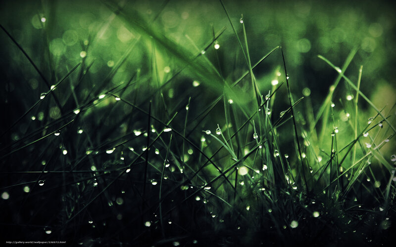 Grass Blades with Dew Drops — Green, Serene, Morning