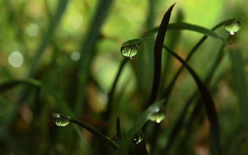 Grass Blades with Dew Drops — Green, Serene