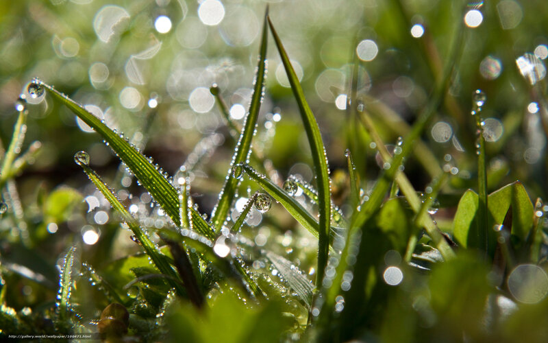 Grass Blades with Dew Drops — Green