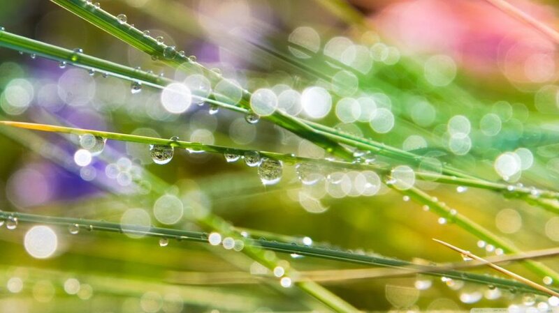 Grass Blades with Dew Drops
