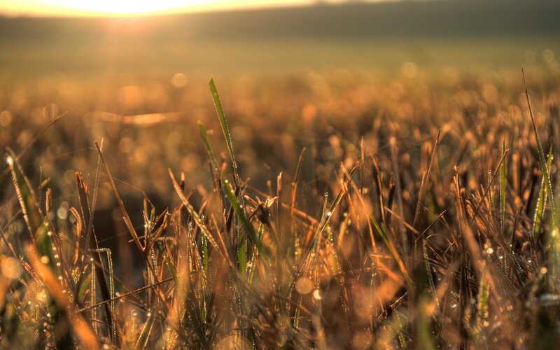 Grass Blades with Dew — Gold