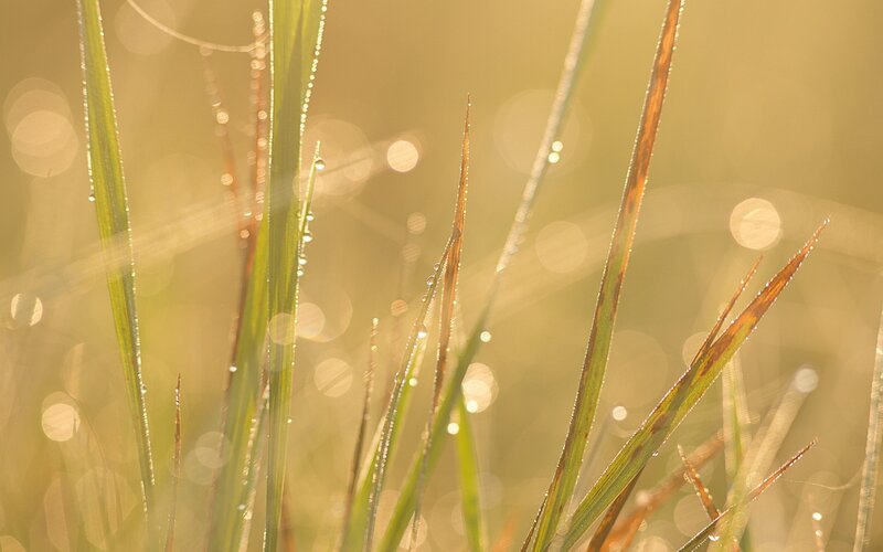 Grass Blades with Dew — Green, Brown