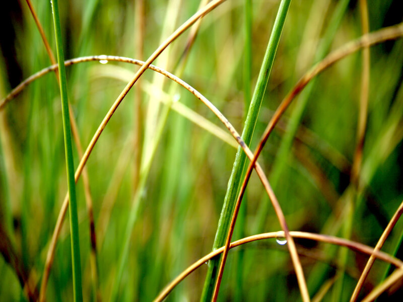 Grass Blades with Dew — Green, Calm, Morning, Photograph, Dew Drops, Green Grass, Brown Stems, Brown