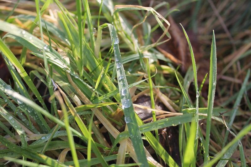 Grass Blades with Dew — Green, Calm, Morning