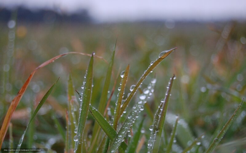 Grass Blades with Dew — Green, Calm
