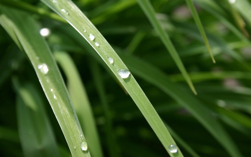 Grass Blades with Dew — Green, Green Leaves