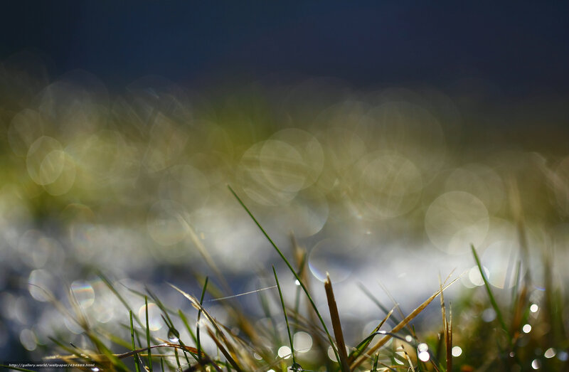 Grass Blades with Dew — Green, Serene, Morning, Photograph, Dew Drops, Bokeh, Sunlight