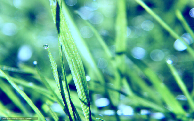 Grass Blades with Dew — Green, Serene, Morning, Photograph, Dew Drops, Bokeh