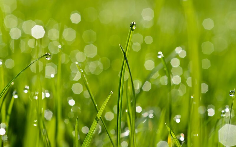 Grass Blades with Dew — Green, Serene, Morning, Photograph, Dew Drops, Bokeh, White