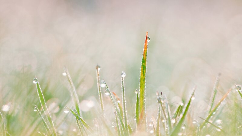 Grass Blades with Dew — Green, Serene, Morning, Photograph, Dew Drops, Sunlight, Blurred Background, White