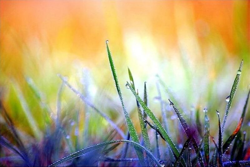 Grass Blades with Dew — Green, Serene, Morning, Photograph, Dew Drops, Sunlight, Blurry Background