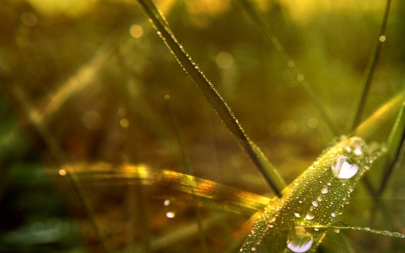Grass Blades with Dew — Green, Serene, Morning, Photograph, Dew Drops, Sunlight, Greenery