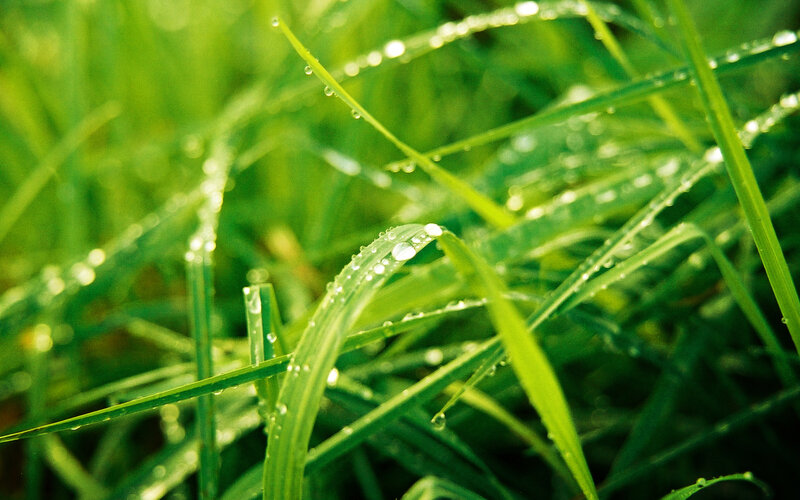 Grass Blades with Dew — Green, Serene, Morning, Photograph, Dew Drops