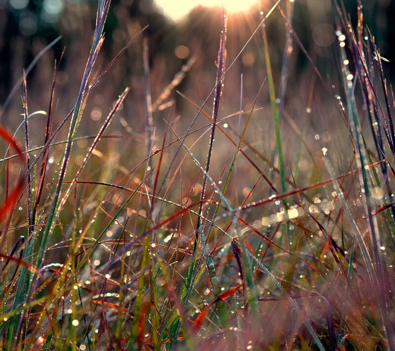 Grass Blades with Dew — Green, Serene, Morning, Photograph, Sunlight, Bokeh