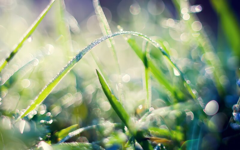 Grass Blades with Dew — Green, Serene, Morning, Photograph, Sunlight