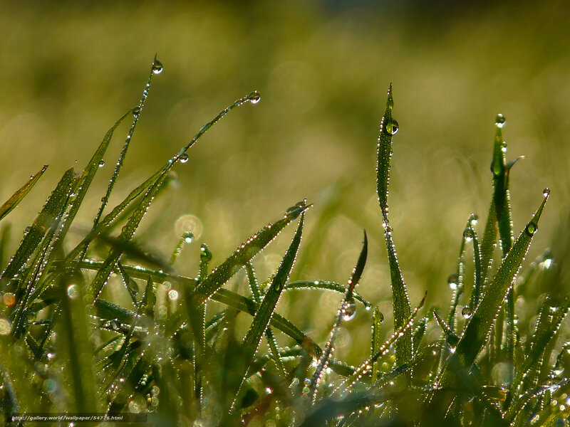 Grass Blades with Dew — Green, Serene, Morning, Photograph