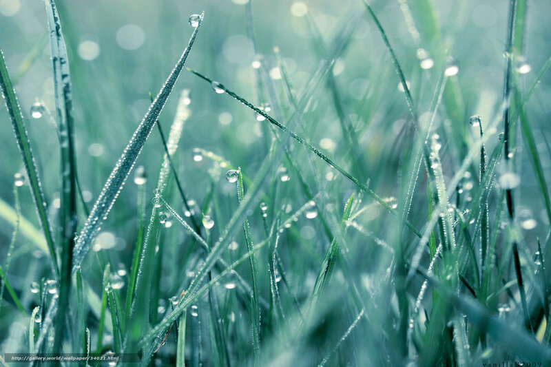 Grass Blades with Dew — Green, Serene, Morning
