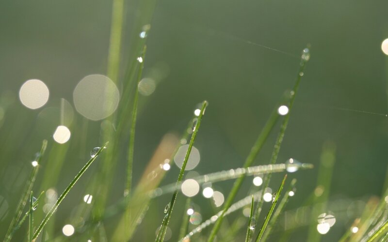 Grass Blades with Dew — Green, Serene