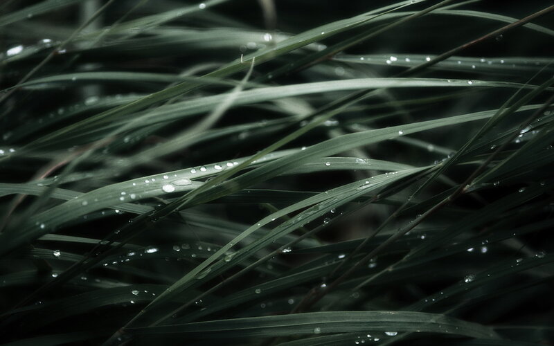 Grass Blades with Dew — Green