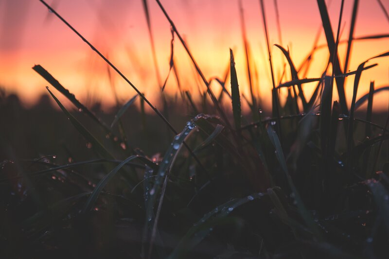 Grass Blades with Dew — Orange