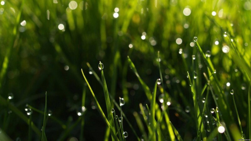 Grass Blades with Dew — Serene, Photograph