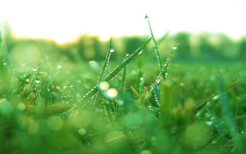 Grass Blades with Dew — Serene, Sunlight