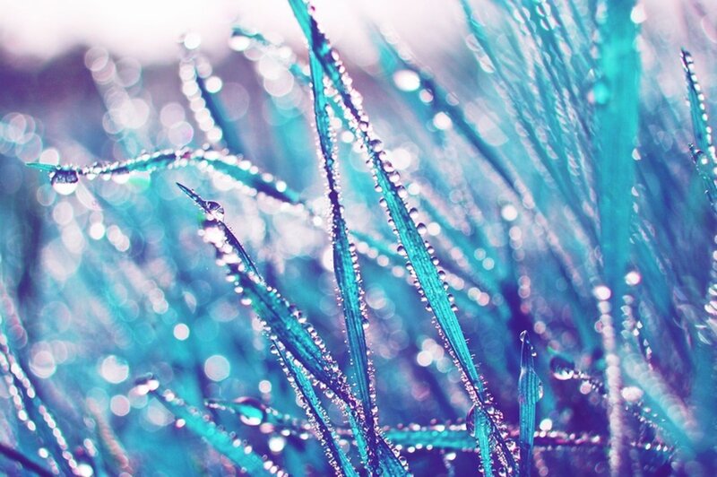 Grass Blades with Dew — Teal