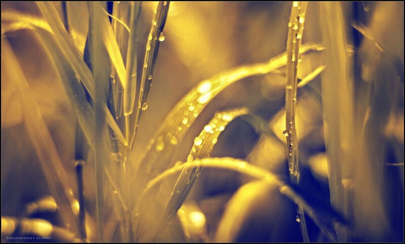 Grass Blades with Dew — Yellow, Serene, Morning