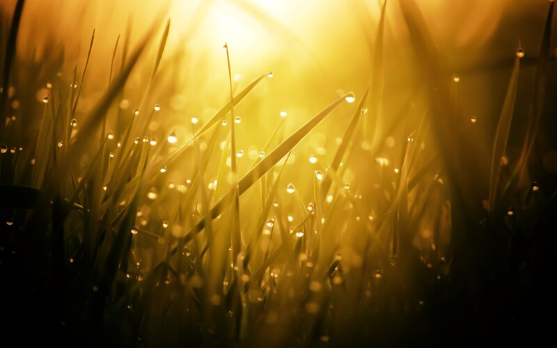 Grass Blades with Dew — Yellow, Serene