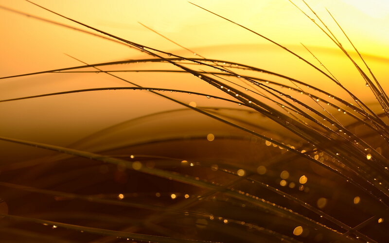 Grass Blades with Dew — Yellow