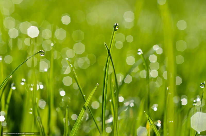 Grass Blades with Dewdrops — Green