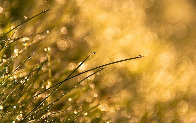 Grass Blades with Dewdrops